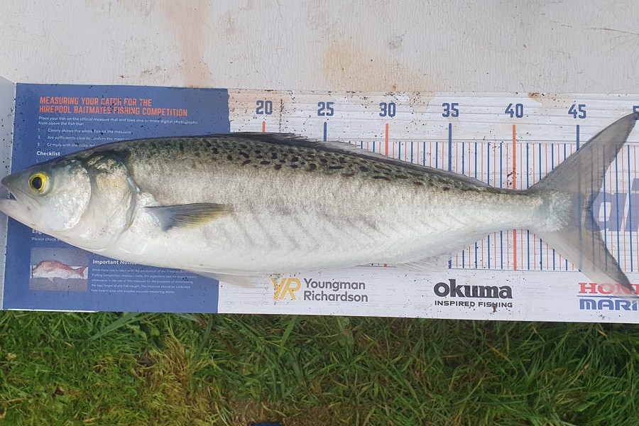 Bill Oliver caught this 46.0cm Kahawai at Waiinu Beach Waitotara  during The Hirepool Baitmates Fishing Comp
