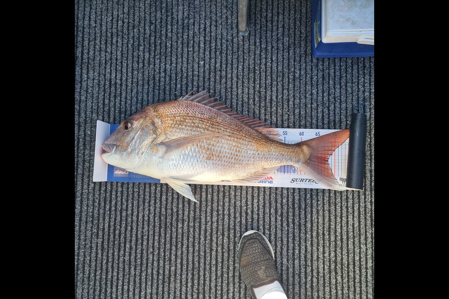 Jacqui Law caught this 68.0cm Snapper at Wanganui during The Hirepool Baitmates Fishing Comp