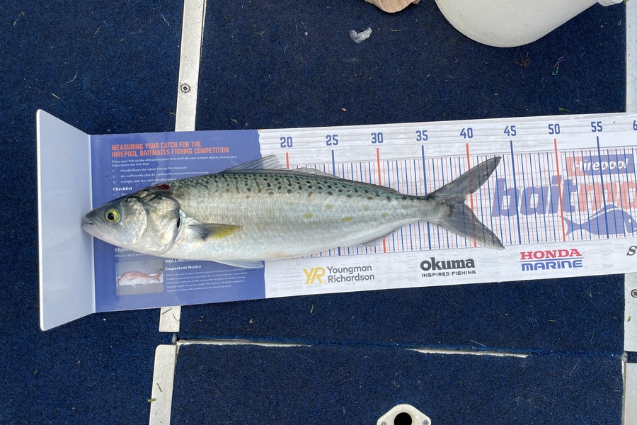 Enzo Sanders caught this 39.0cm Kahawai at Pelorus sound during The Hirepool Baitmates Fishing Comp