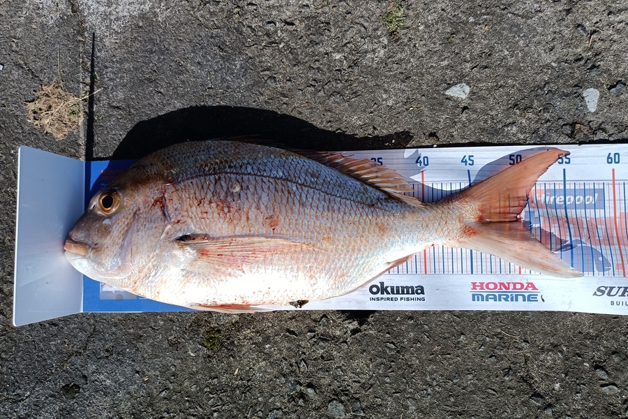 Sean Sherburn caught this 49.5cm Snapper at Coromandel  during The Hirepool Baitmates Fishing Comp