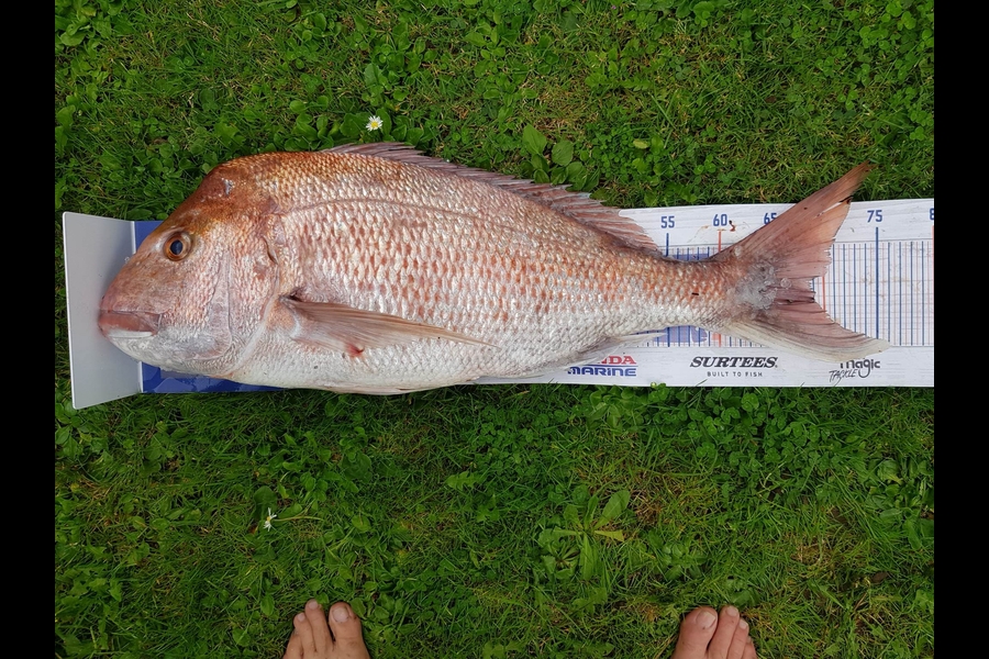 miro mitchell caught this 68.5cm Snapper at Durville island during The Hirepool Baitmates Fishing Comp