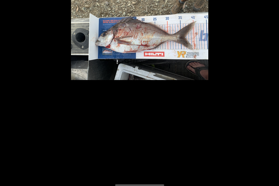 Christopher  Reynolds  caught this 36.5cm Tarakihi at Milford Sound  during The Hirepool Baitmates Fishing Comp