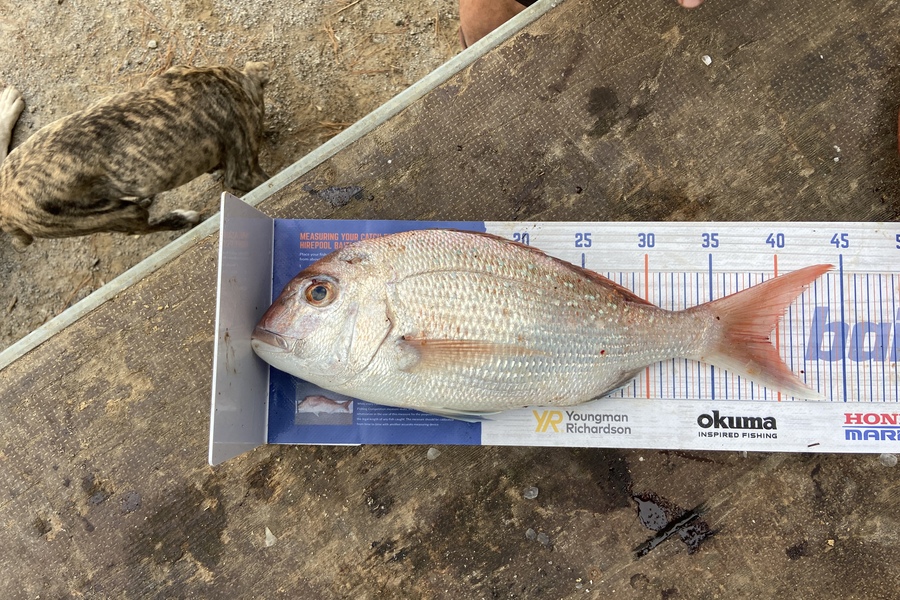 Daniel Dawson caught this 39.0cm Snapper at Tauranga  during The Hirepool Baitmates Fishing Comp
