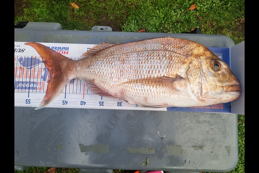 Jessie McLean caught this 49.5cm Snapper at Coromandel  during The Hirepool Baitmates Fishing Comp