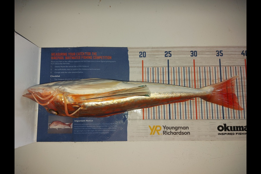 Troy Rae-Royle caught this 37.0cm Gurnard at Auckland Harbour  during The Hirepool Baitmates Fishing Comp