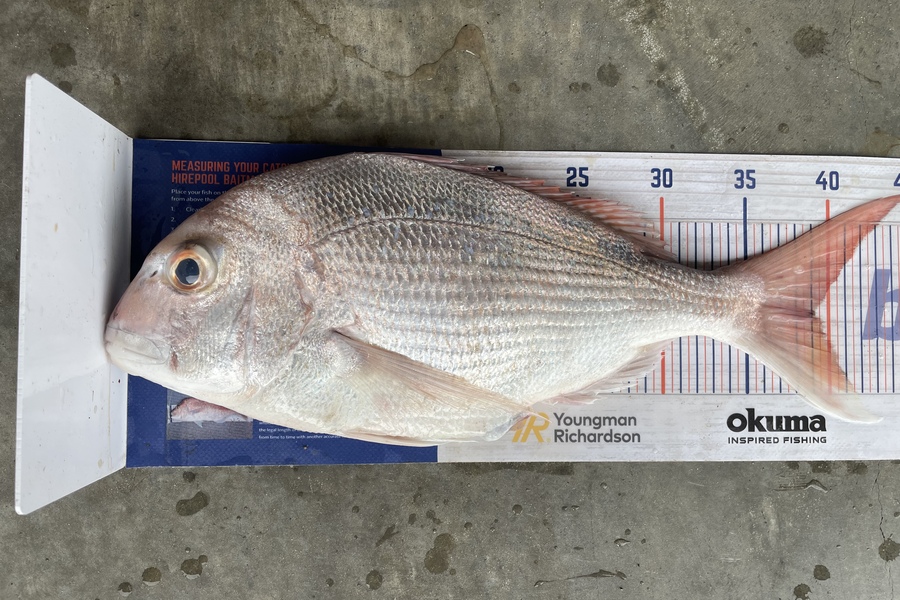 Cho Yun caught this 39.0cm Snapper at Ruakaka  during The Hirepool Baitmates Fishing Comp