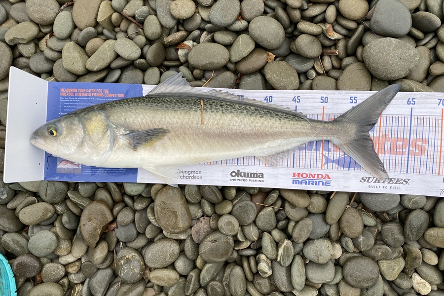 Paul Dunn caught this 58.0cm Kahawai at Waihao box  during The Hirepool Baitmates Fishing Comp