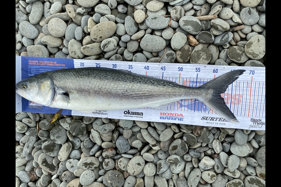 Slade Dunn caught this 61.5cm Kahawai at Waihao Box during The Hirepool Baitmates Fishing Comp