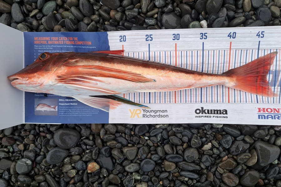 Harry Kovacs caught this 46.5cm Gurnard at Wellington South Coast during The Hirepool Baitmates Fishing Comp