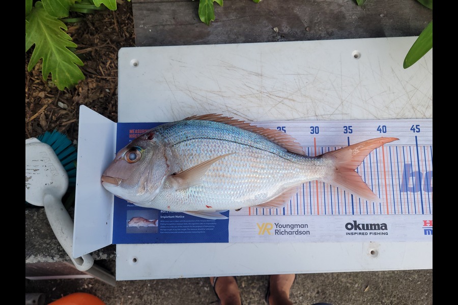 Andrew Church caught this 35.5cm Snapper at Tauranga  during The Hirepool Baitmates Fishing Comp