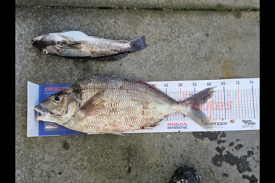 James Hutchen caught this 56.5cm Tarakihi at Tora during The Hirepool Baitmates Fishing Comp