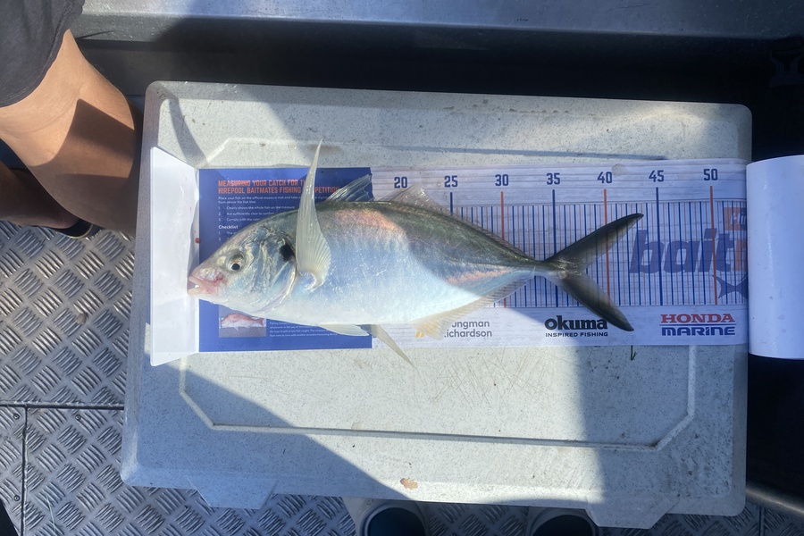 Marno Boshoff caught this 37.5cm Trevally at Whanganui  during The Hirepool Baitmates Fishing Comp