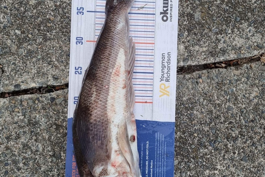 Troy Rosson caught this 41.0cm Blue Cod at Kapiti  during The Hirepool Baitmates Fishing Comp