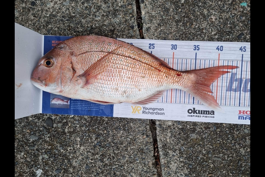 Troy Rosson caught this 38.0cm Snapper at Kapiti during The Hirepool Baitmates Fishing Comp