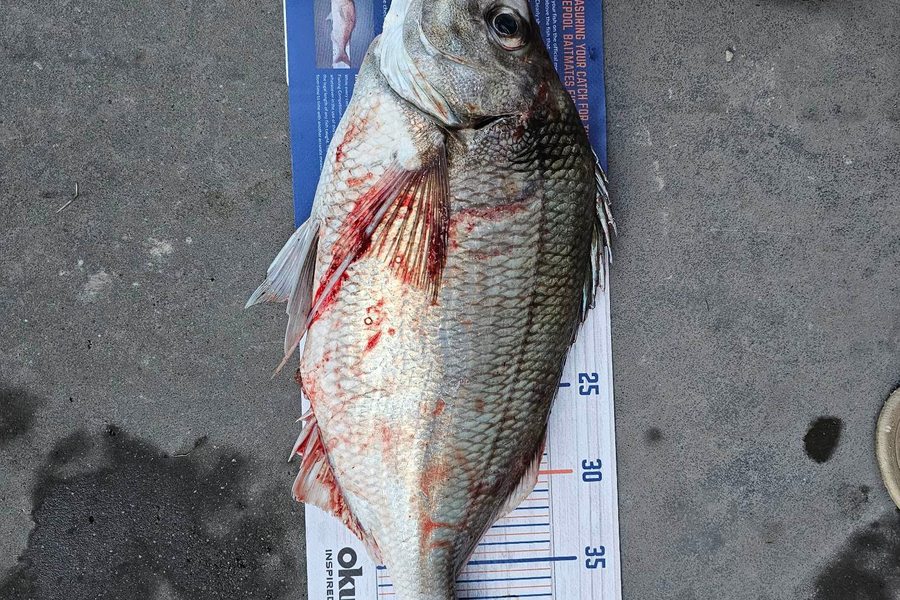 James Hutchen caught this 42.5cm Tarakihi at Kapiti during The Hirepool Baitmates Fishing Comp