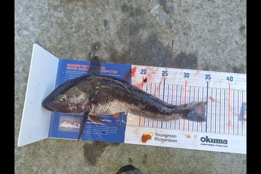 Karl Ewing caught this 34.5cm Blue Cod at Tora during The Hirepool Baitmates Fishing Comp