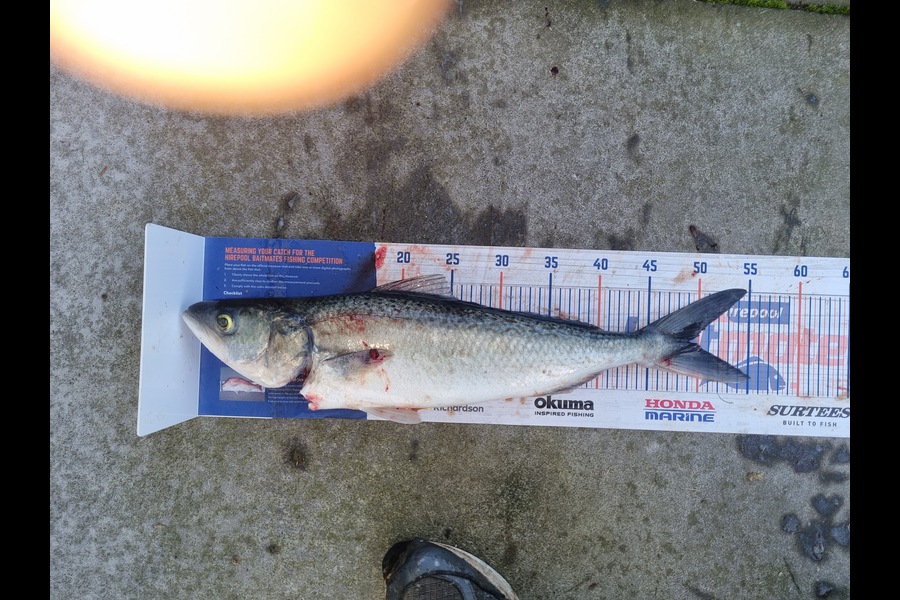Karl Ewing caught this 49.0cm Kahawai at Tora during The Hirepool Baitmates Fishing Comp