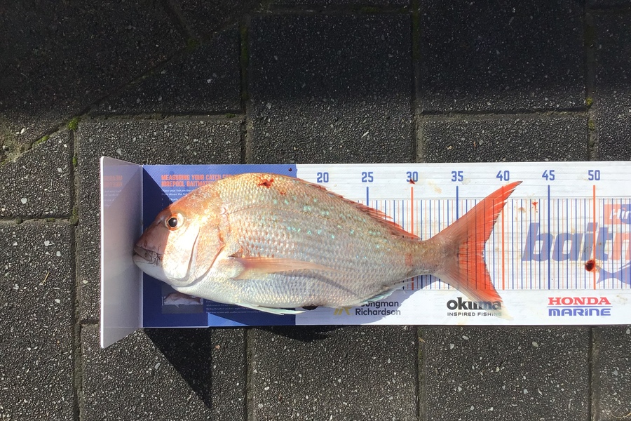 Mason Gestro caught this 37.5cm Snapper at Kapiti during The Hirepool Baitmates Fishing Comp