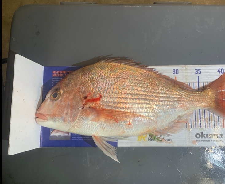Josh Bolton caught this 41.5cm Snapper at Wellington during The Hirepool Baitmates Fishing Comp