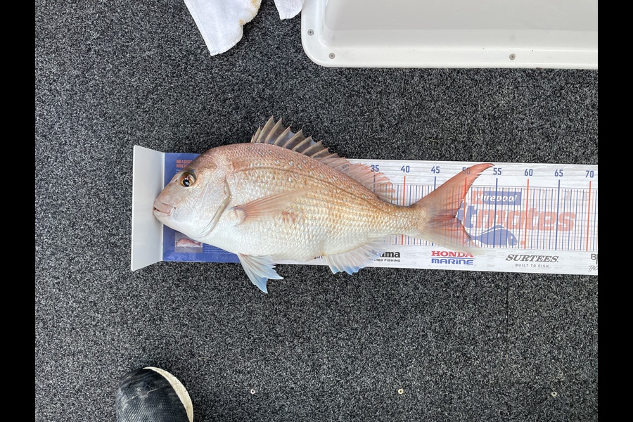 Mark Rouse caught this 48.5cm Snapper at Kaipara Harbour  during The Hirepool Baitmates Fishing Comp