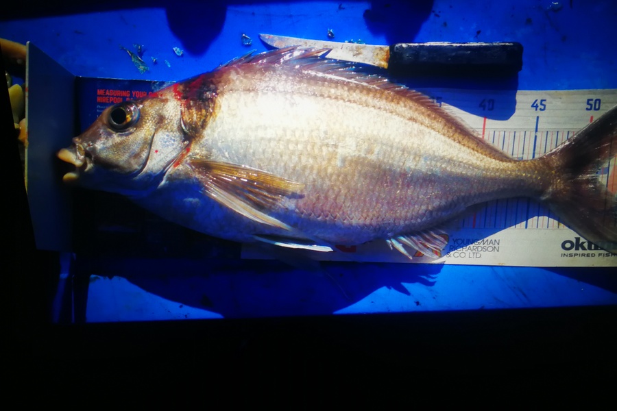 Leigh Page caught this 51.0cm Tarakihi at Wellington south coast during The Hirepool Baitmates Fishing Comp