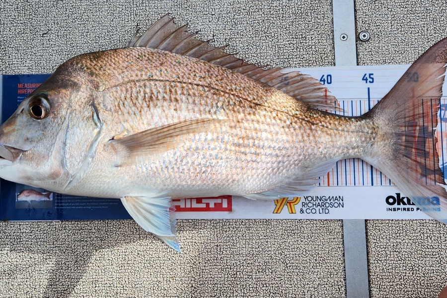 Kristian Borgolte caught this 52.5cm Snapper at Far North during The Hirepool Baitmates Fishing Comp