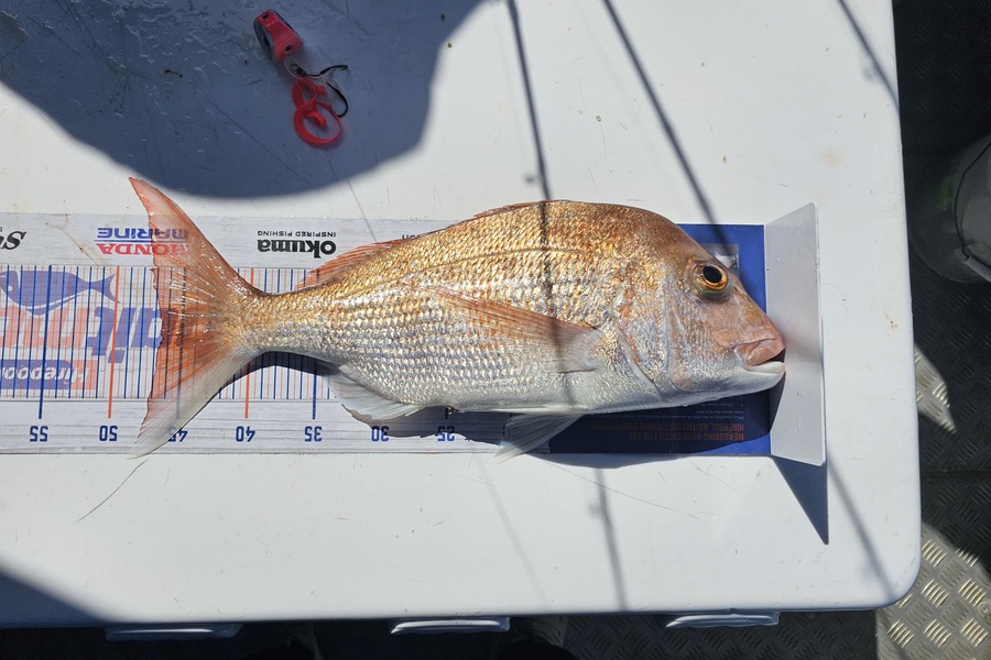 Sabin Arackal caught this 46.5cm Snapper at Auckland during The Hirepool Baitmates Fishing Comp