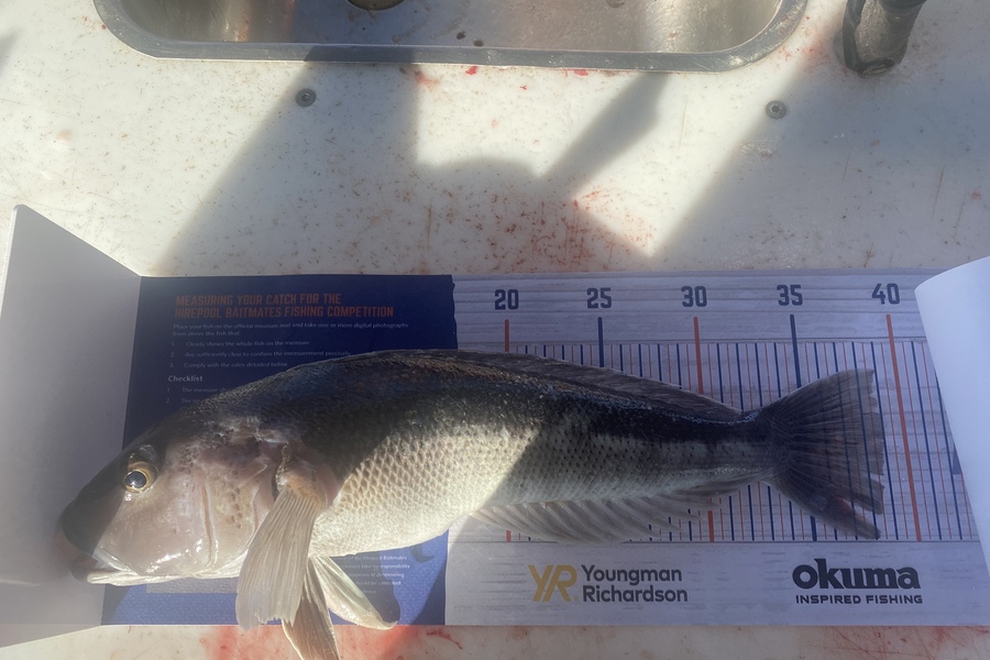 Kurt Moore caught this 39.0cm Blue Cod at Kaikoura during The Hirepool Baitmates Fishing Comp