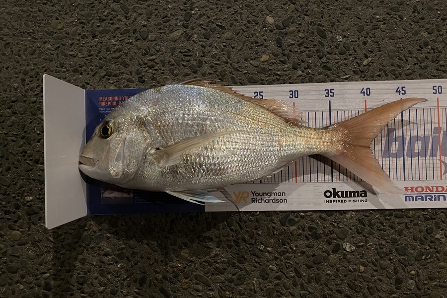 Stevie Matthews caught this 40.0cm Snapper at Tauranga during The Hirepool Baitmates Fishing Comp