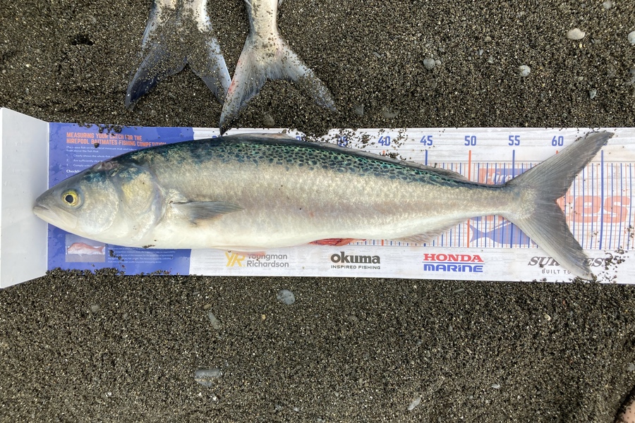 Jonathan Dick caught this 60.0cm Kahawai at Wairarapa during The Hirepool Baitmates Fishing Comp