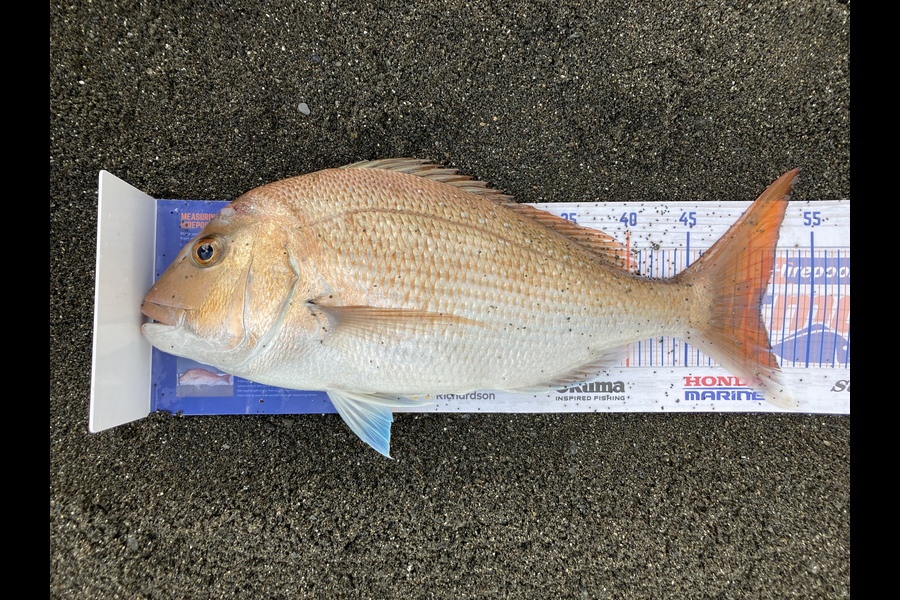 Jonathan Dick caught this 51.0cm Snapper at Wairarapa during The Hirepool Baitmates Fishing Comp