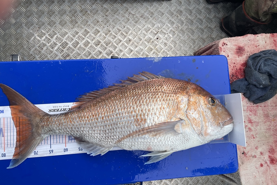 Rob Riley caught this 76.0cm Snapper at Durville Island during The Hirepool Baitmates Fishing Comp