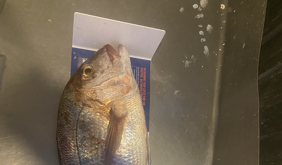 Melissa Mobbs caught this 57.5cm Snapper at Pauanui  during The Hirepool Baitmates Fishing Comp