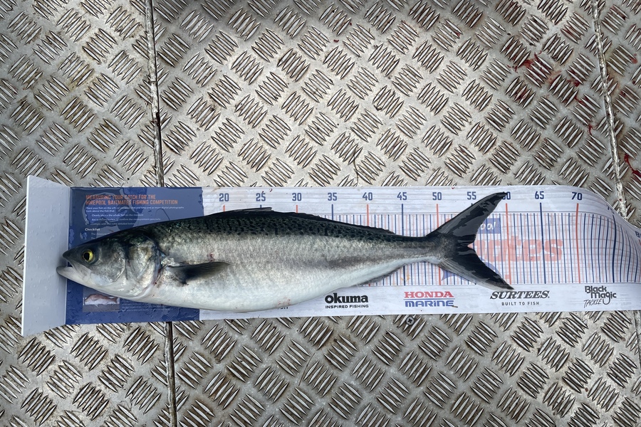 Rob Riley caught this 54.0cm Kahawai at Durville Island  during The Hirepool Baitmates Fishing Comp