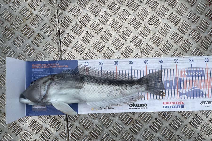 Rob Riley caught this 45.0cm Blue Cod at Durville Island  during The Hirepool Baitmates Fishing Comp