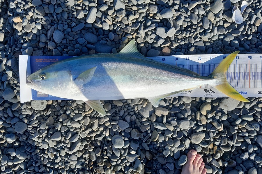 Rhys  Llewellyn  caught this 80.5cm Kingfish at Clive during The Hirepool Baitmates Fishing Comp