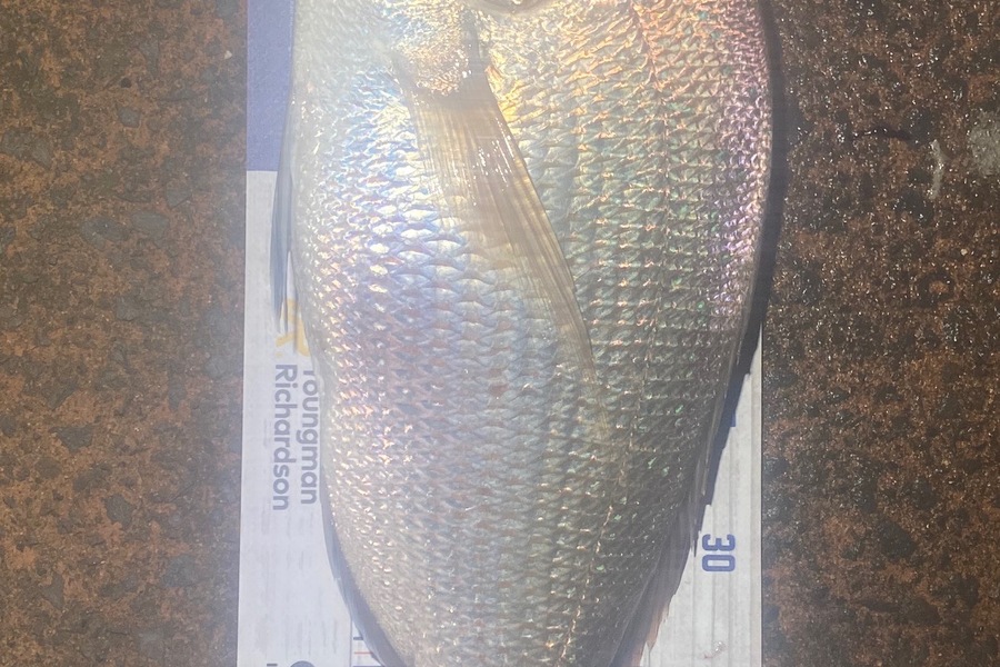 Melissa Mobbs caught this 46.5cm Snapper at Pauanui  during The Hirepool Baitmates Fishing Comp