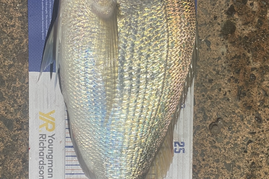 Shawn Beer caught this 38.0cm Snapper at Pauanui  during The Hirepool Baitmates Fishing Comp