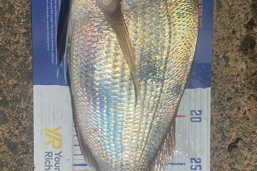 Mikayla Baird caught this 34.0cm Snapper at Pauanui  during The Hirepool Baitmates Fishing Comp