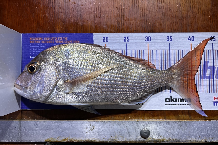 Shannon Millar caught this 40.5cm Snapper at Papamoa Beach during The Hirepool Baitmates Fishing Comp