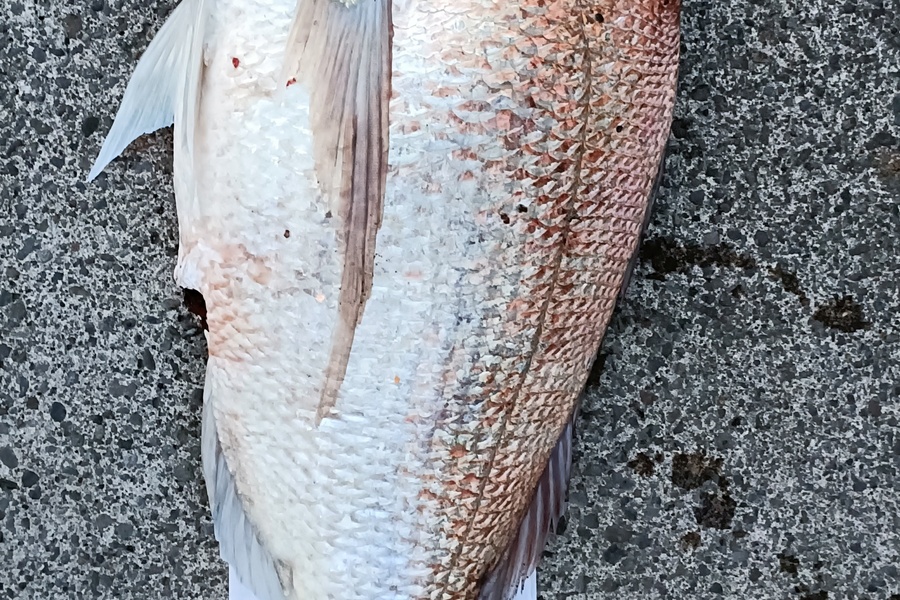 Marshall Wells caught this 79.0cm Snapper at Waitara  during The Hirepool Baitmates Fishing Comp