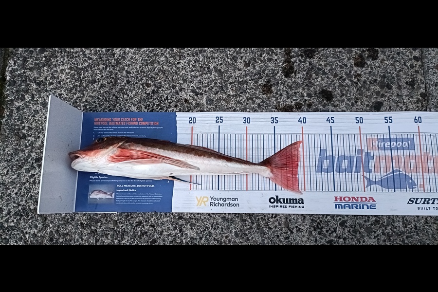 Marshall Wells caught this 38.5cm Gurnard at Waitara  during The Hirepool Baitmates Fishing Comp