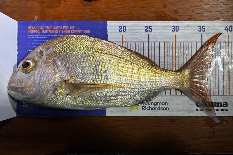 Shannon Millar caught this 36.0cm Snapper at Papamoa Beach  during The Hirepool Baitmates Fishing Comp