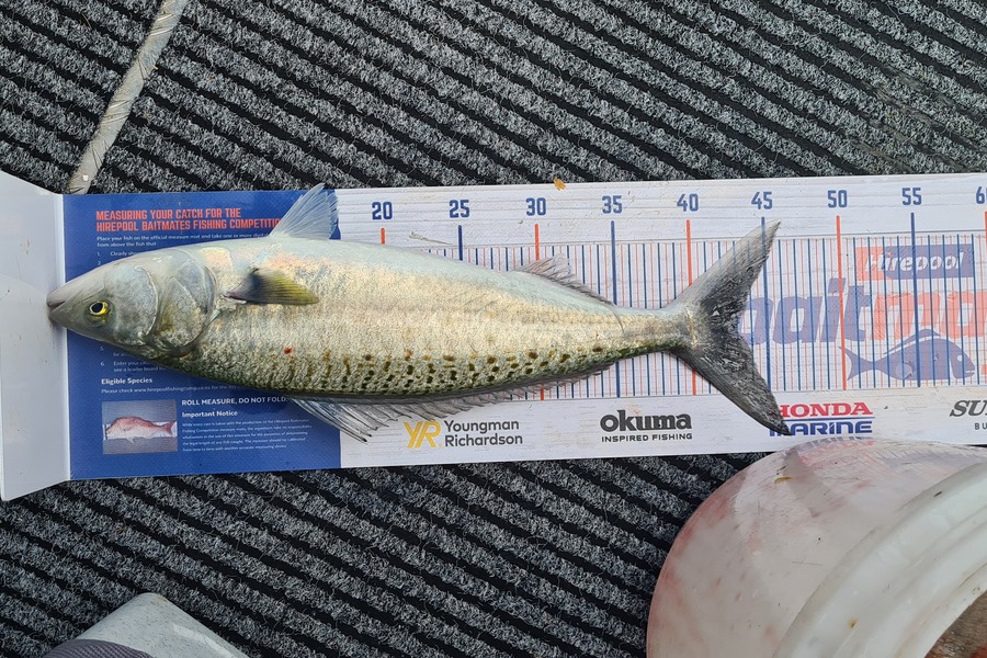Ray Carter caught this 43.0cm Kahawai at Tauranga during The Hirepool Baitmates Fishing Comp
