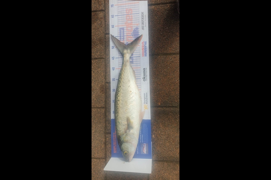 Tahi Woolley caught this 50.5cm Kahawai at Kawhia Whalf during The Hirepool Baitmates Fishing Comp
