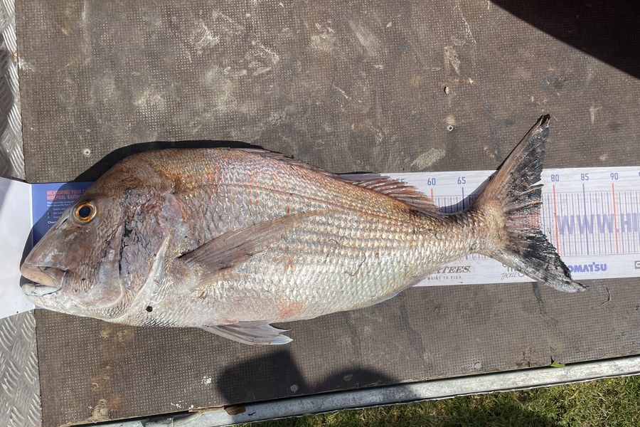Regan George caught this 77cm Snapper at Mokau during The Hirepool Baitmates Fishing Comp