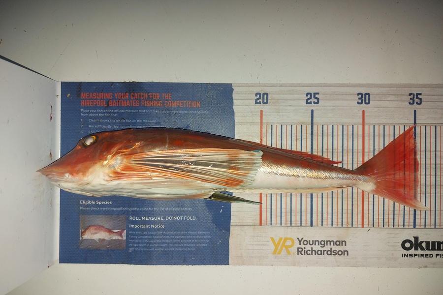 Troy Rae-Royle caught this 35.0cm Gurnard at Auckland Harbour  during The Hirepool Baitmates Fishing Comp