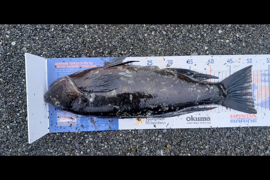 TAI Robson caught this 50.5cm Butterfish at Wellington during The Hirepool Baitmates Fishing Comp