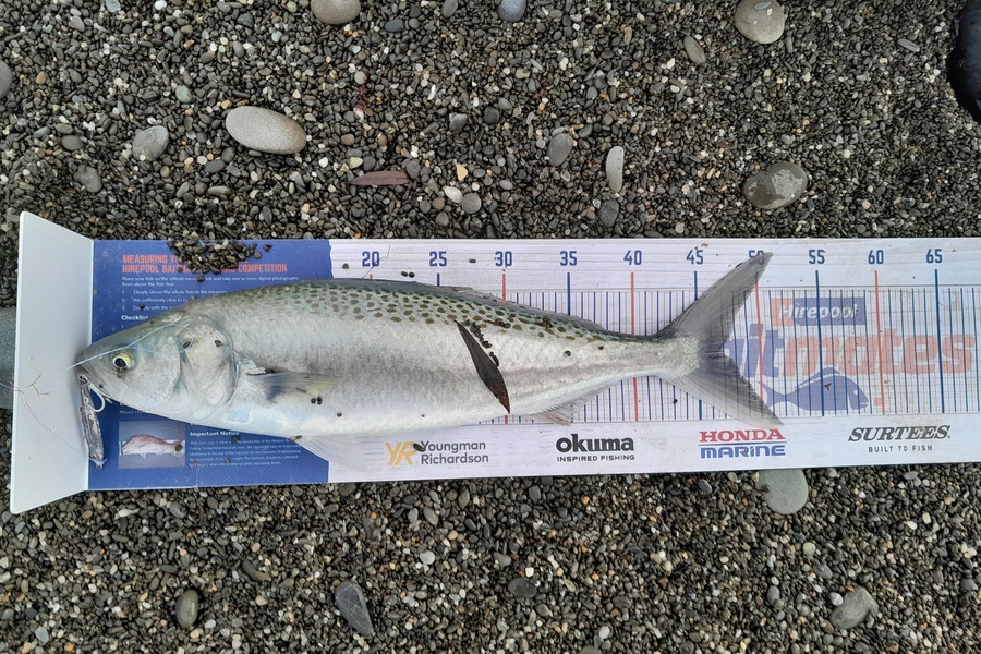 Bob Murphy caught this 46.5cm Kahawai at Waitaki  during The Hirepool Baitmates Fishing Comp