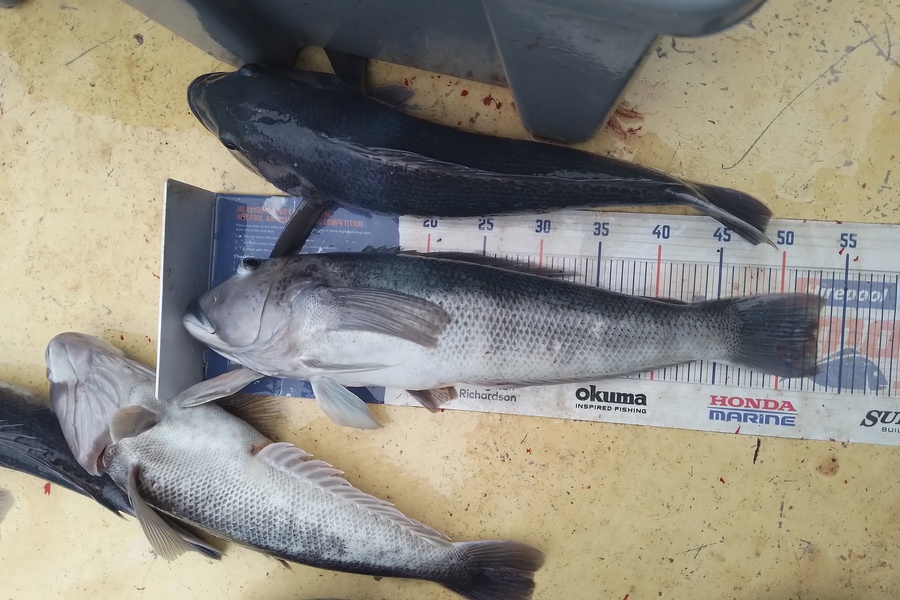 Mike Ashton caught this 53.0cm Blue Cod at Otago harbour during The Hirepool Baitmates Fishing Comp